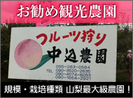 レンタカーオプションのご案内